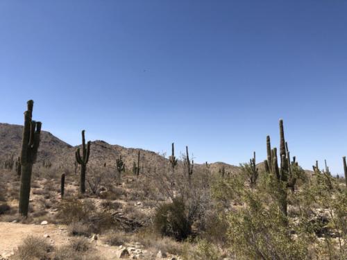 Arizona