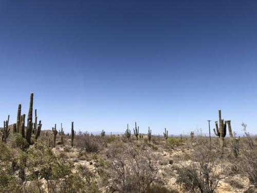 Arizona